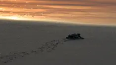 Seekor bayi penyu menuju laut setelah dilepaskan saat matahari terbenam di pantai Lhoknga provinsi Aceh (31/1/2020). Pelepasan bayi tukik penyu tersebut wujud kepedulian terhadap lingkungan. (AFP Photo/Chaideer Mahyuddin)