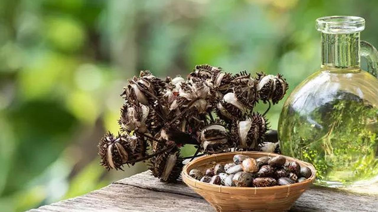 Hati-Hati! Makanan ini Ternyata Berbahaya,  Pernah Mengakibatkan Kematian