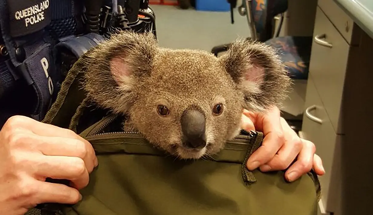 Gambar yang dirilis polisi Queensland menunjukkan seekor bayi koala berada di dalam tas milik seorang wanita di Brisbane, Senin (7/11). Penemuan itu setelah polisi Australia menangkap perempuan tersebut dalam pemeriksaan rutin lalu lintas. (AFP Photo)