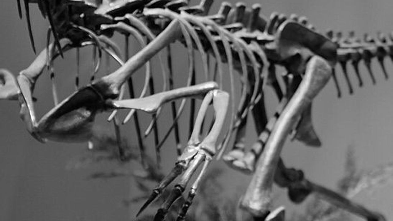 <b>Raptor Troodontid</b><br>
