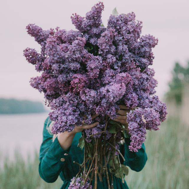 Mengungkap Kepribadian Perempuan Penyuka Bunga Lilac Lifestyle