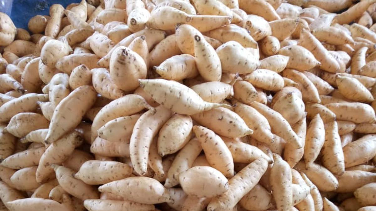 Manisnya Ubi Cilembu Memang Menggoda, Apakah Bikin Gula Darah Tinggi?