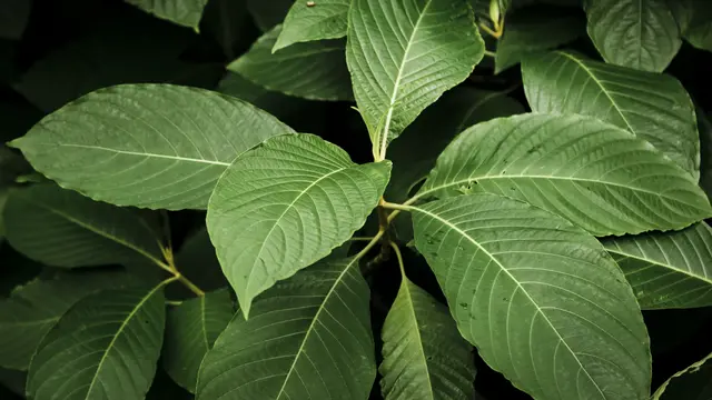 Ilustrasi daun kratom