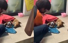 Anjing Moo Daeng Setia Tunggu Pemiliknya yang Telah Wafat di Depan Minimarket, Mirip Hachiko Jepang