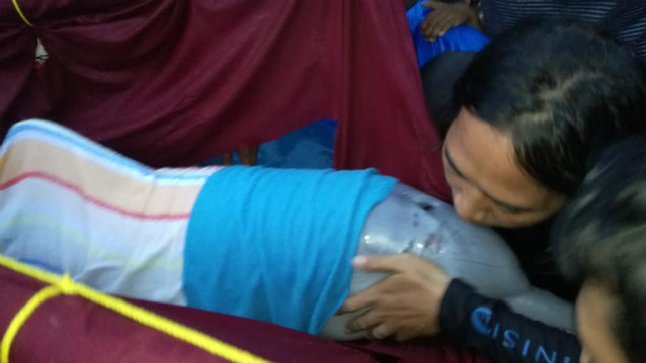 Seekor Lumba-Lumba yang Masih Hidup di Sungai Kualuh Berhasil Dievakuasi ke Laut