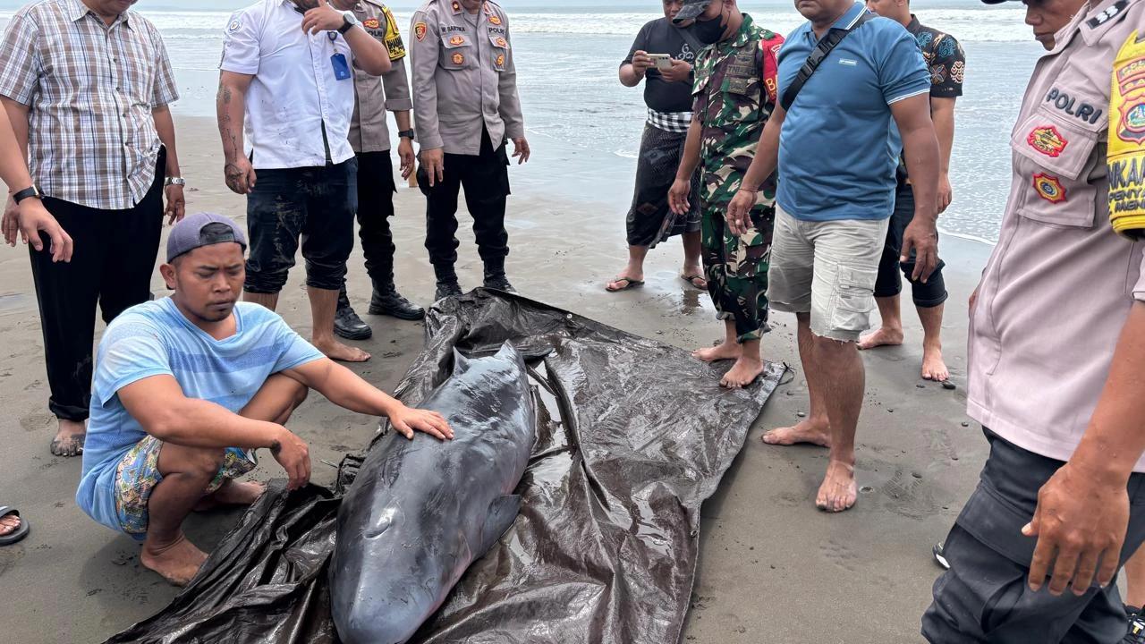 Sempat Dirawat, Paus Sperma Kerdil yang Terdampar di Pantai Tembles Dinyatakan Mati