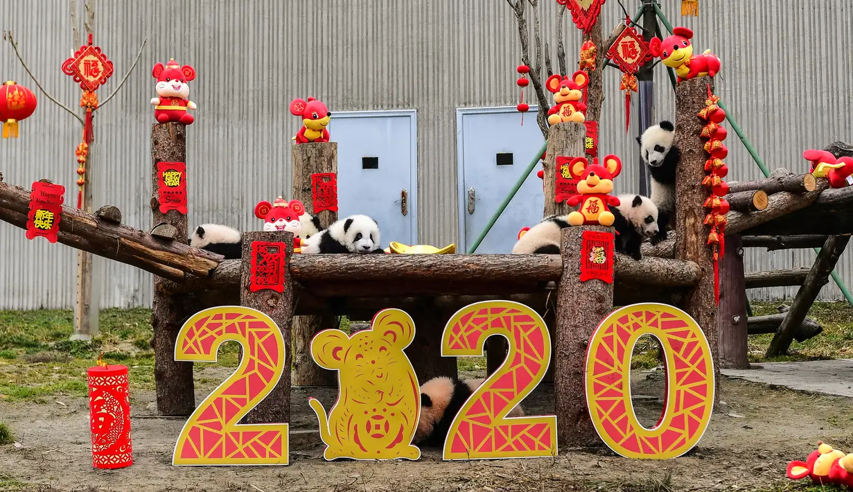 Anak-anak panda yang lahir pada tahun 2019 bermain di dekat dekorasi untuk menyambut Tahun Baru Imlek di tempat perlindungan Shenshuping di Cagar Alam Nasional Wolong, provinsi Sichuan, Jumat (20/1/2020). Imlek 2020 atau tahun baru Cina 2571 jatuh pada 25 Januari mendatang. (STR / AFP)