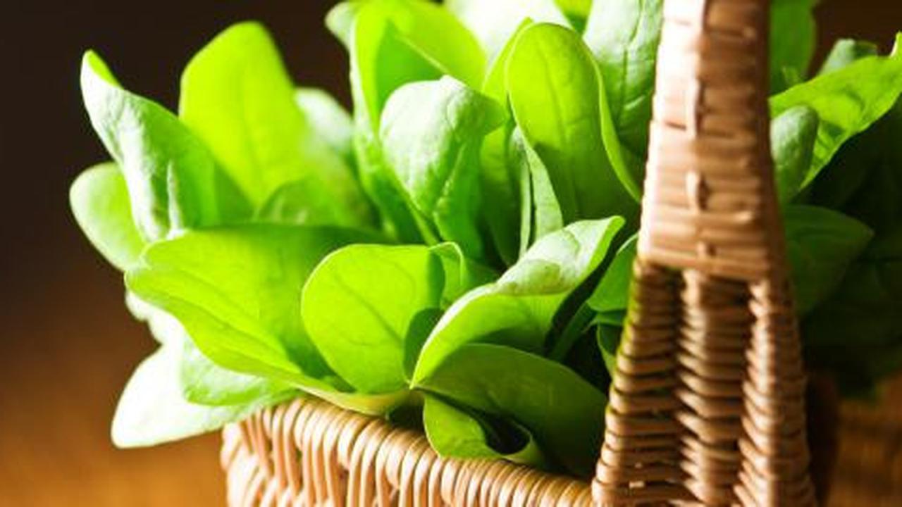 Bayam memang ampuh menguatkan otot seperti Popeye
