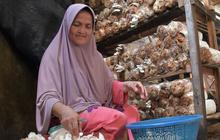 Menengok Usaha Budi Daya Jamur Tiram, Punya Prospek Bisnis Menjanjikan