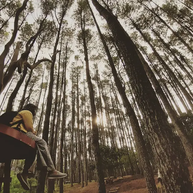 Hutan Pinus Mangunan Yogyakarta