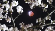 Gerhana bulan terlihat diantara bunga sakura yang tengah mekar di Shiraishi, Prefektur Miyagi, Jepang, Sabtu (4/4/2015). (REUTERS/Kyodo)