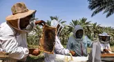 Peternak lebah memeriksa kerangka lebah di tempat pemeliharaan lebah di desa al-Raghila dekat Hilla di Irak tengah pada 7 Juni 2023. (AFP/AHMAD AL-RUBAYE)
