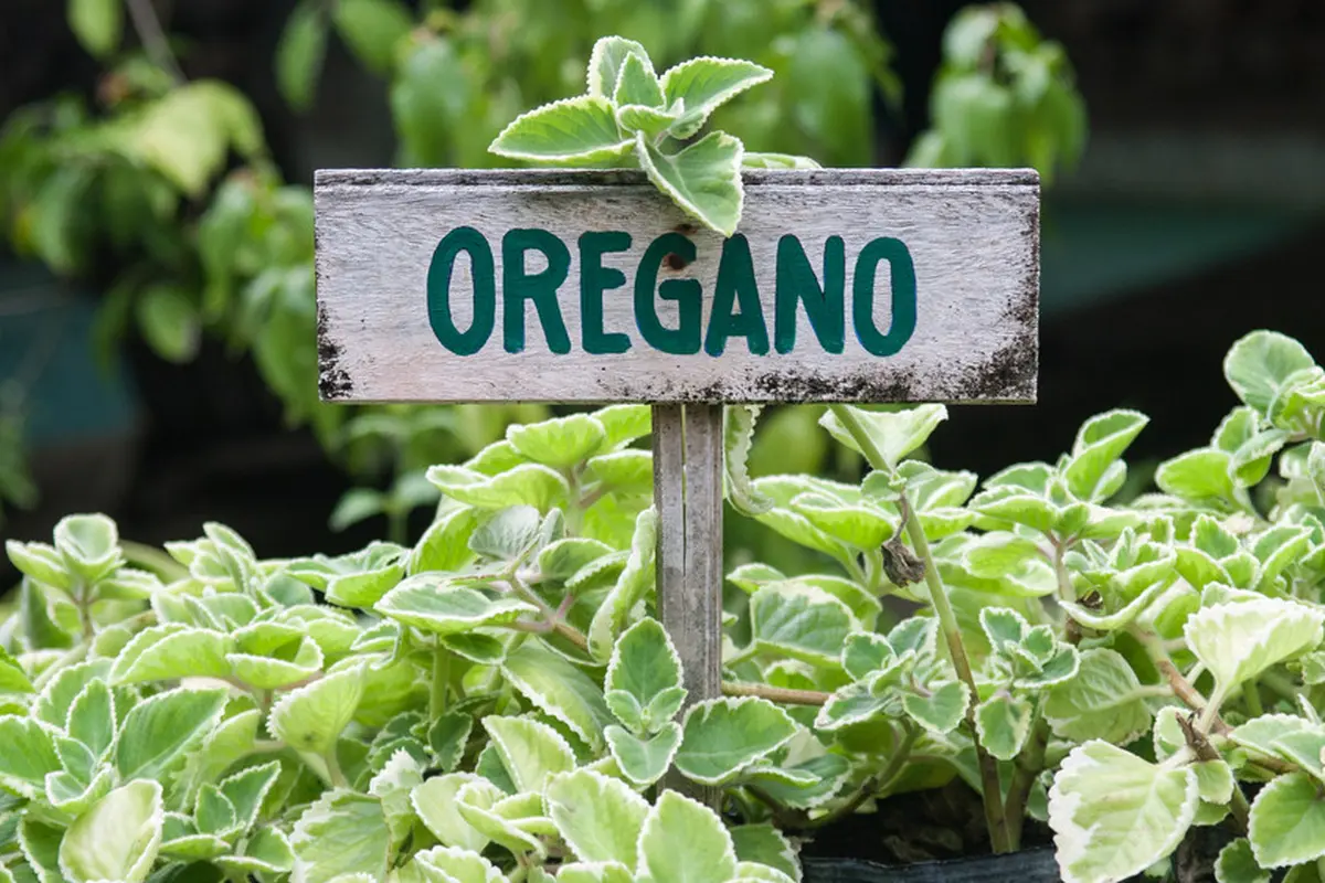 herbs oregano