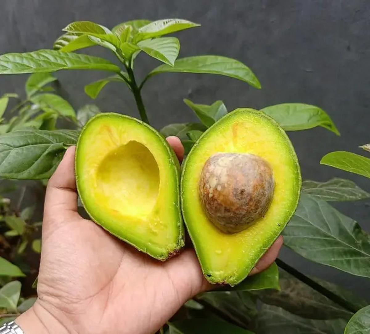 Sayuran Tinggi Protein yang Mudah Ditanam Sendiri, Cocok untuk Pola Makan Sehat