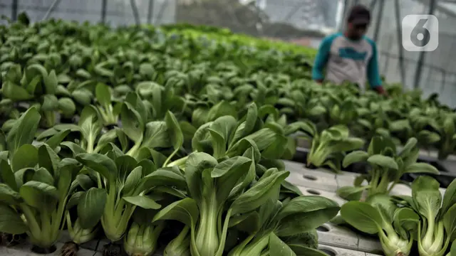 Perubahan Iklim Berdampak ke Pertanian Hortikultura, Ini Solusinya