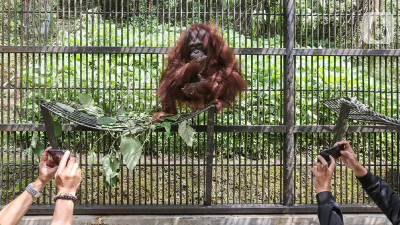 Fitri, Bayi Orangutan yang Lahir Pada Suasana Hari Raya Idul Fitri  di Taman Safari Indonesia.
