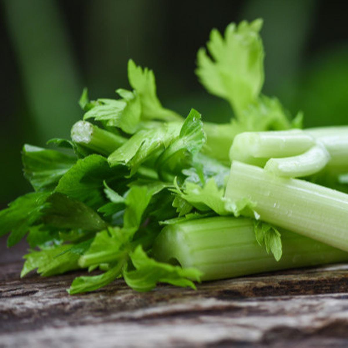 Daun Seledri