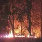 Kebakaran menghanguskan hutan jati yang ada di kawasan Taman Nasional Baluran, Minggu malam (11/6/2023). (Liputan6.com/ BPBD Situbondo)