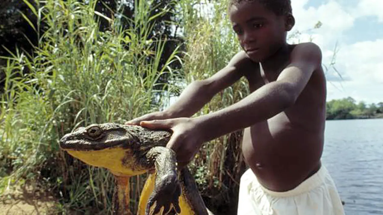 Goliath, Begini Wujud Katak Terbesar yang Pernah Ada