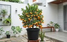 10 Cara Membuat Tanaman Jeruk dalam Pot Cepat Mengeluarkan Bunga dan Buah