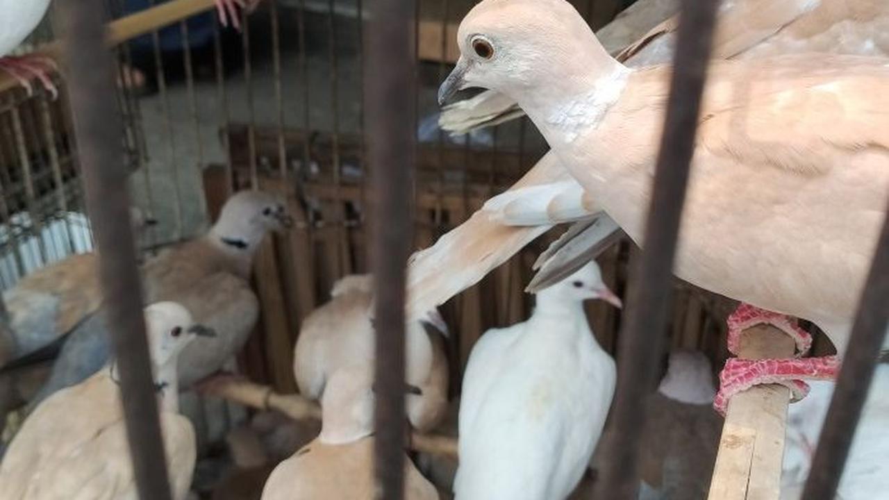 Pembawa Rezeki