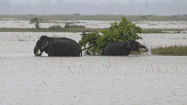 Penampakan Banjir yang Merendam Assam India