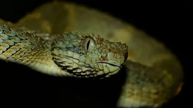 African Bush Viper