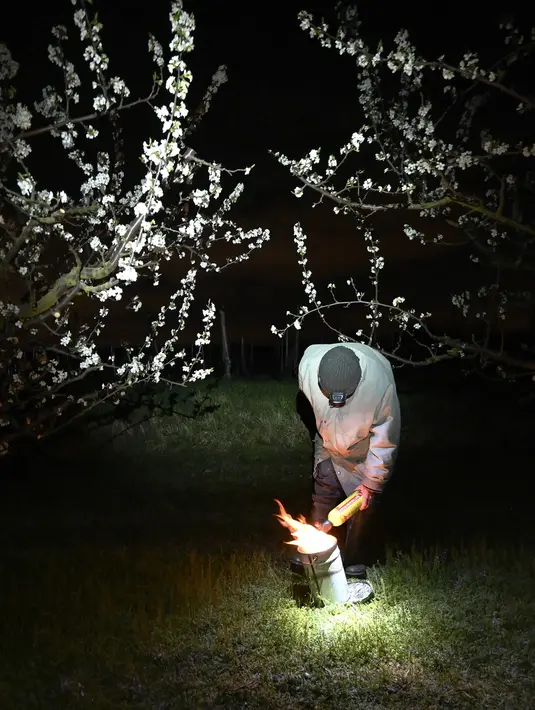 Seorang arborist mengikat lilin antiembun beku untuk melindungi pohon dari embun beku di sebuah kebun karena suhu diperkirakan akan turun di bawah nol derajat celcius dalam beberapa hari ke depan di Westhoffen, Prancis, 6 April 2021. (Frederick FLORIN/AFP)