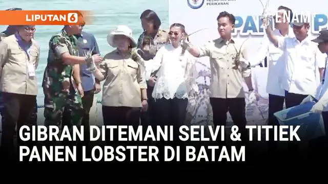 Momen Seru Gibran Panen Lobster Ditemani Selvi