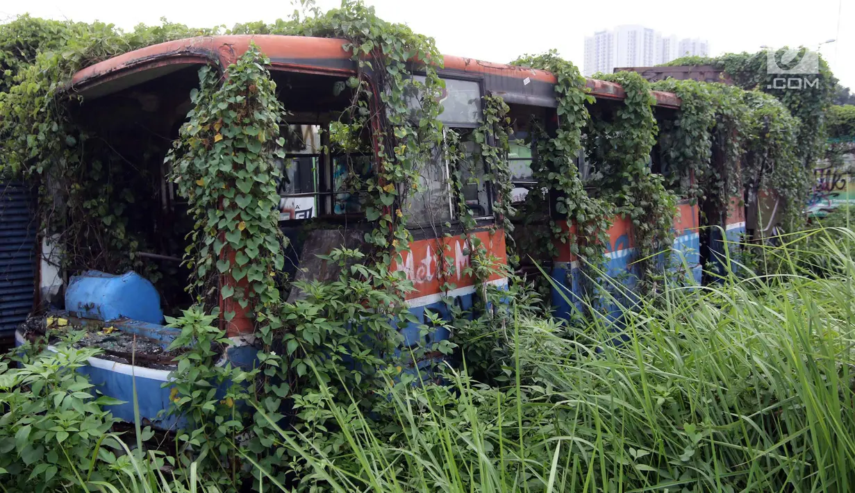 Tanaman menutupi bangkai bus Metromini di Pool Bus Dishub DKI Jakarta, Jumat (23/3). Bus Metromini yang rusak dan tak layak mulai digantikan oleh angkutan umum Minitrans dan Metrotrans. (Liputan6.com/Arya Manggala)