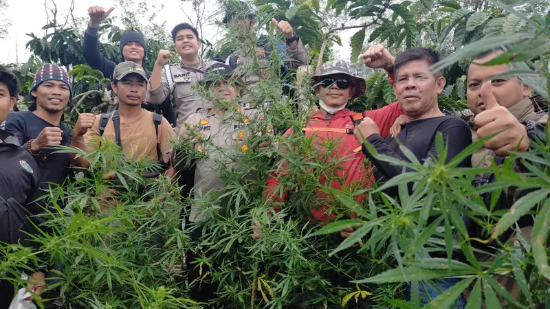 Warga Lahat Tanam Ganja di Kebun Kopi Seluas 1,5 Hektare