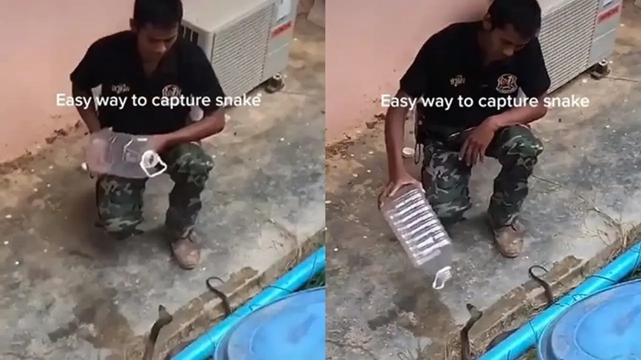 Viral Video Tangkap Ular Kobra dengan Botol Minum Ini Bikin Deg-degan