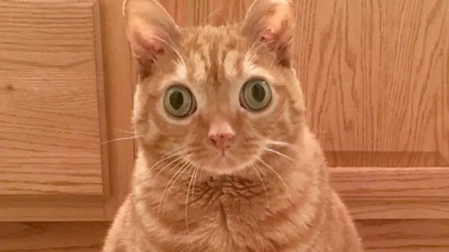 Seperti Melotot, Kucing Oranye Ini Malah Viral di Medsos