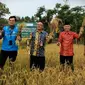 Pemerintah Provinsi atau Pemprov Banten mengucapkan syukur di momen HUT Banten yang ke-23 atas panen raya padi yang digagas oleh Pengurus Besar Mathla'lul Anwar di Kampung Gajahmada, Pandeglang. (Foto: Istimewa).