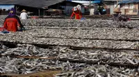 Pekerja saat menjemur ikan asin di Muara Angke, Penjaringan, Jakarta Utara, Senin (1/8). Proses pengeringan ikan yang hanya membutuhkan waktu dua hari kini bisa menjadi seminggu. (Liputan6.com/Gempur M Surya)
