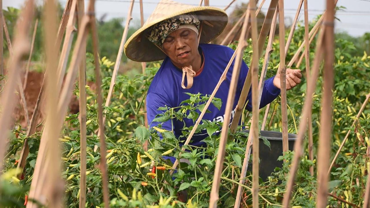 FOTO: Kasad Jenderal Maruli Panen Raya di Gunung Hejo, Dorong Ketahanan Pangan Lewat Agroforestry