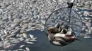 Pekerja memperlihatkan ikan mati di Danau Citra 6 Perumahan Citra Garden City, Kalideres, Jakarta, Sabtu (19/12). Ribuan ikan mati diduga akibat fenomena alam yaitu perubahan cuaca yang ektrim hingga merusak ekosistem danau. (Liputan6.com/Gempur M Surya)