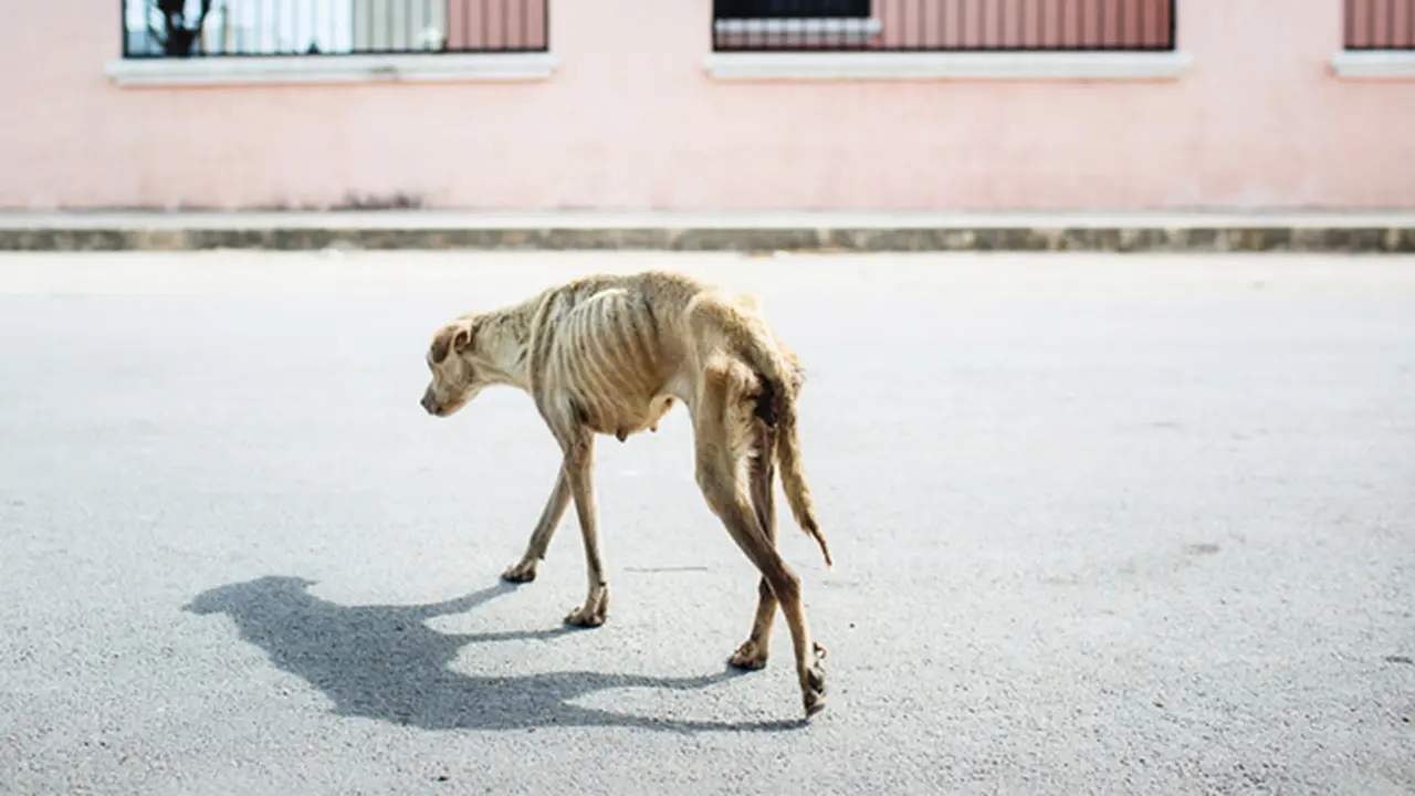 Luna, Anjing Malang yang Bikin Netizen Rebutan Ingin Merawatnya