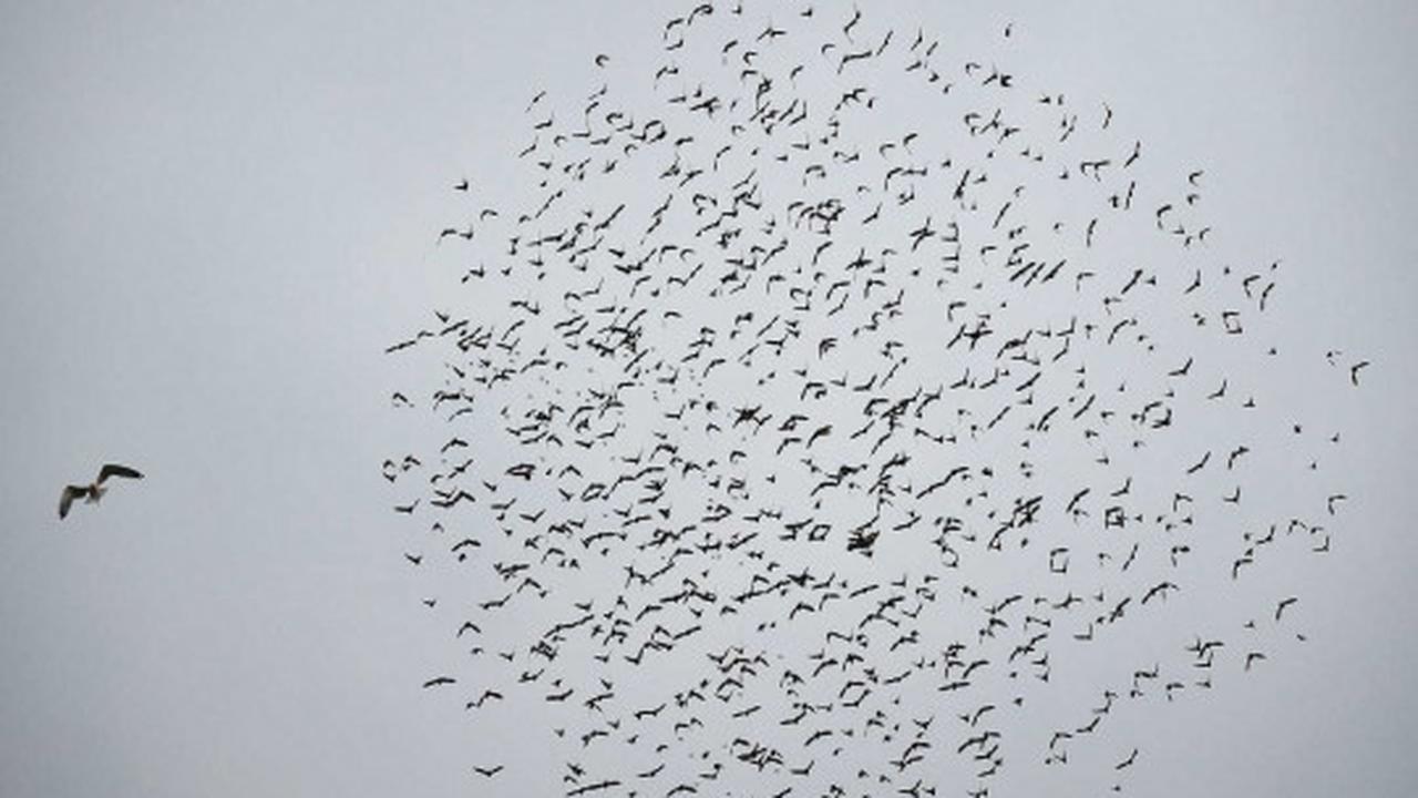 Fenomena jutaan burung jalak bermigrasi lintasi langit Eropa