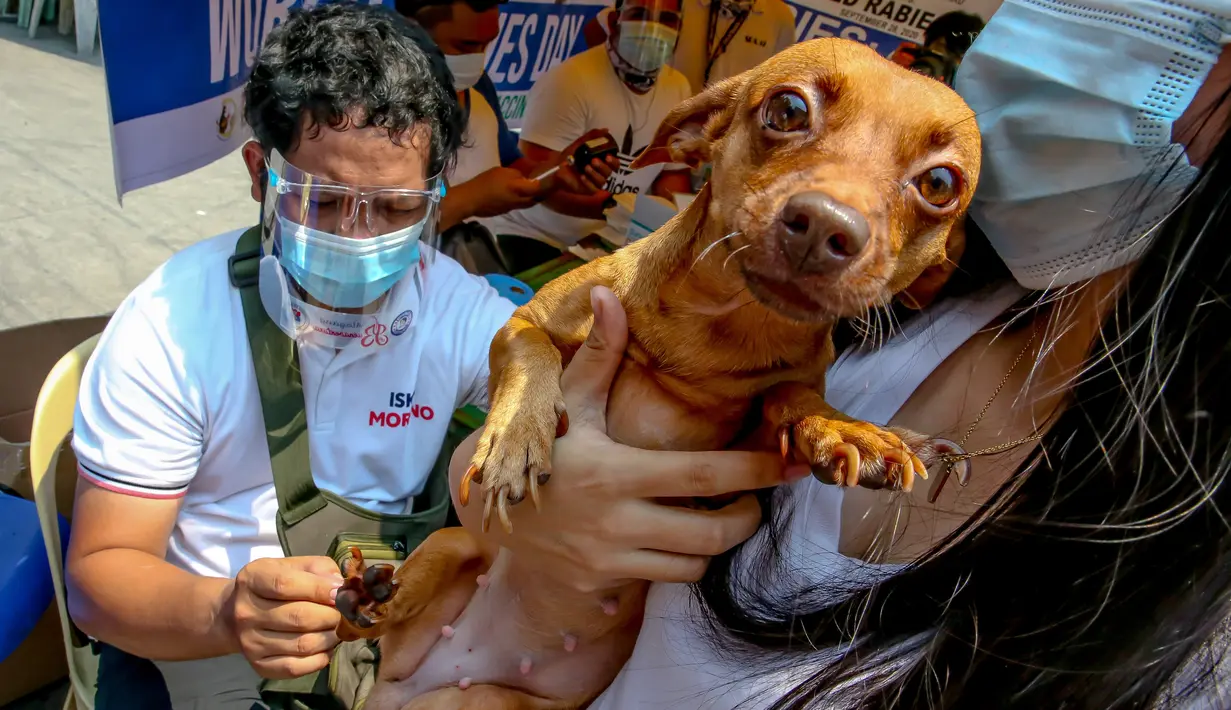 Seekor anjing peliharaan menerima vaksin rabies gratis di Manila, Filipina, pada 28 September 2020. Hari Rabies Sedunia diperingati tiap 28 September untuk menyebarkan kesadaran akan pencegahan rabies pada hewan peliharaan. (Xinhua/Rouelle Umali)