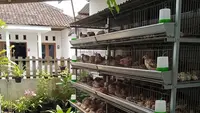 9 Usaha Ternak Tanpa Perlu Ubah Struktur Rumah Subsidi, Cuan Maksimal di Lahan Sempit