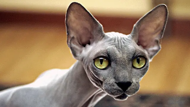 Sphynx