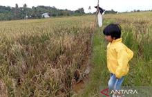 Pemkab Mahulu Genjot Program Cetak Sawah Baru, Target 141 Hektare Demi Ketahanan Pangan