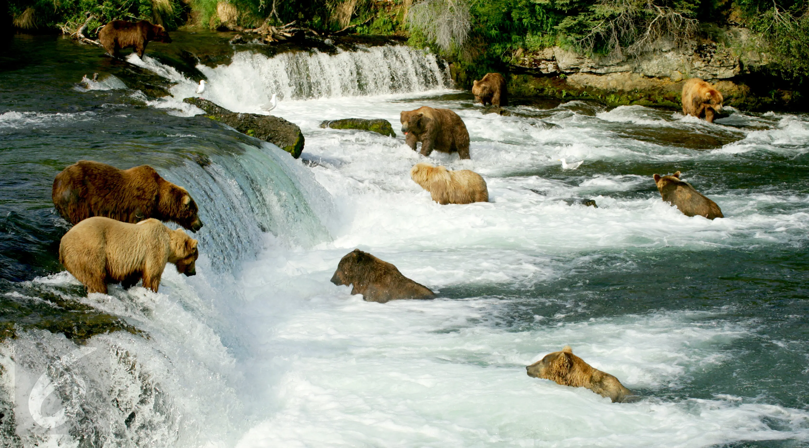 Taman Nasional Katmai (iStockphoto)