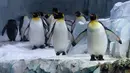 Penguin raja berjalan diPusat Konservasi Penguin Polk di Kebun Binatang Detroit, 16 Februari 2022. Pusat Konservasi Penguin Terbesar di Kebun Binatang Detroit telah dibuka kembali untuk umum setelah ditutup lebih dari dua tahun untuk memperbaiki lapisan kedap air yang rusak. (AP Photo/Paul Sancya)