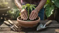 Cara Menanam Pepaya dari Biji agar Cepat Tumbuh dan Berbuah Lebat untuk Pemula