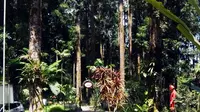 Tanaman khas Gunung Slamet di kawasan Baturraden, Purwokerto, Jawa Tengah. (Liputan6.com/Aris Andrianto)