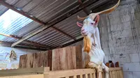 Bersama Upland Project, Peternak Desa Kasmaran Banjarnegara Sukses Kembangkan Kambing Sapera