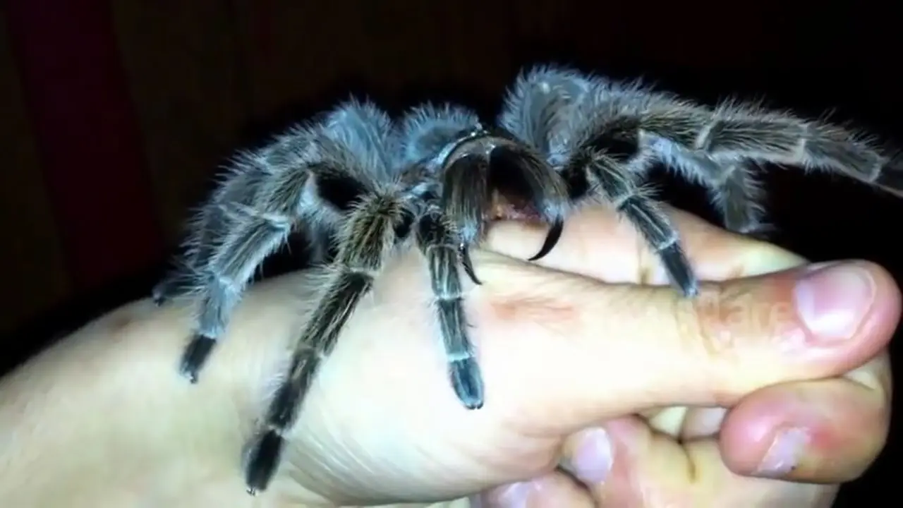 Waduh, Tarantula Menggigit Tangan Manusia 