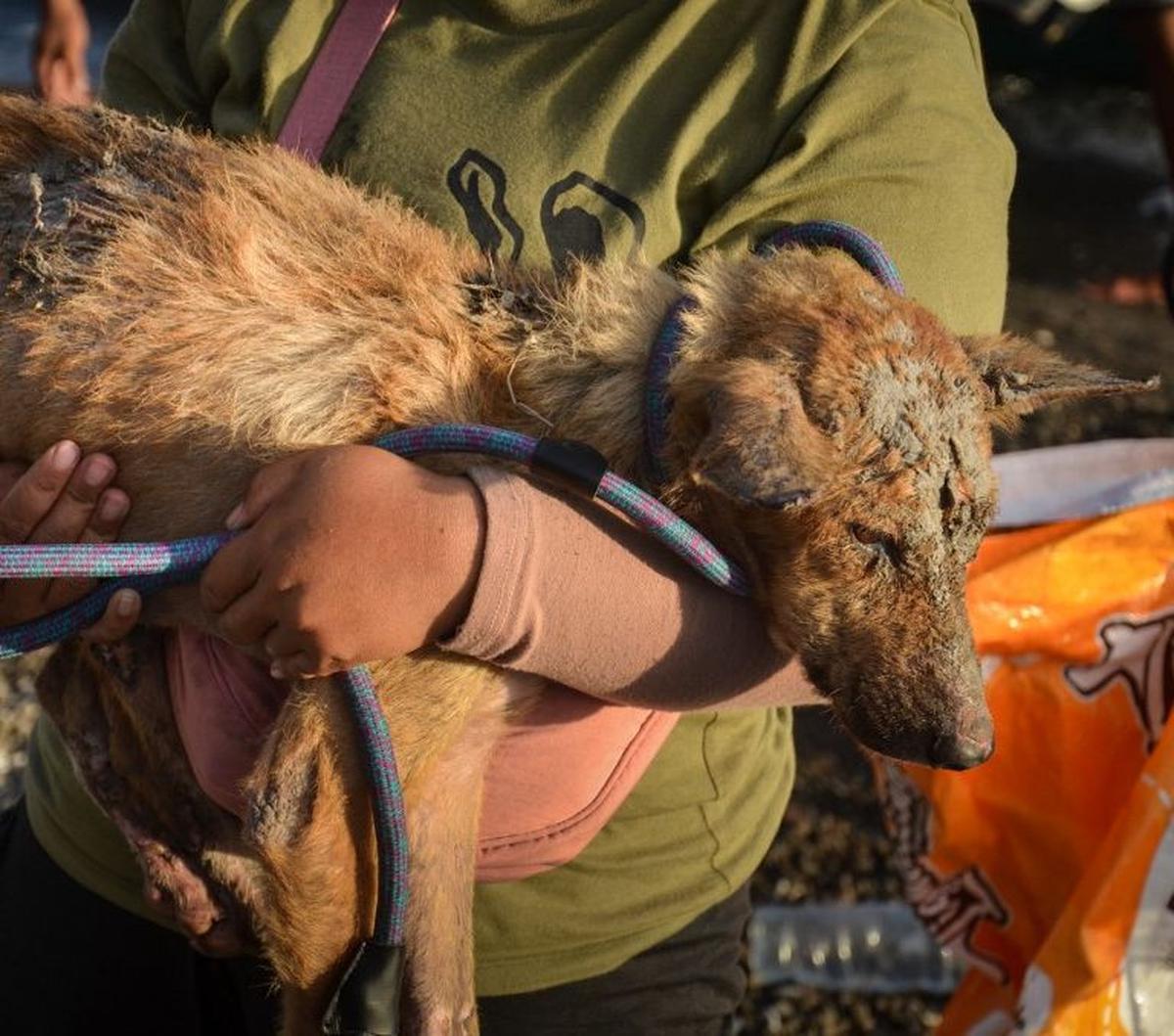 Perginya penduduk desa atas perintah evakuasi membuat anjing dan kucing di kawasan tersebut menjadi terlantar.&nbsp;
